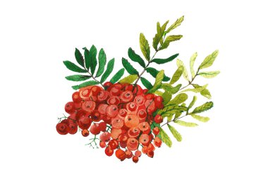 suluboya kırmızı rowan