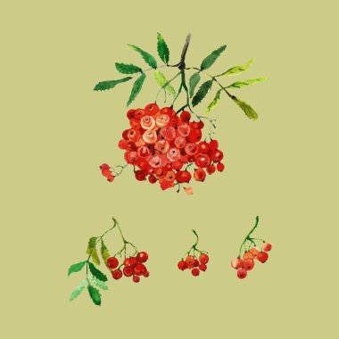 suluboya kırmızı rowan