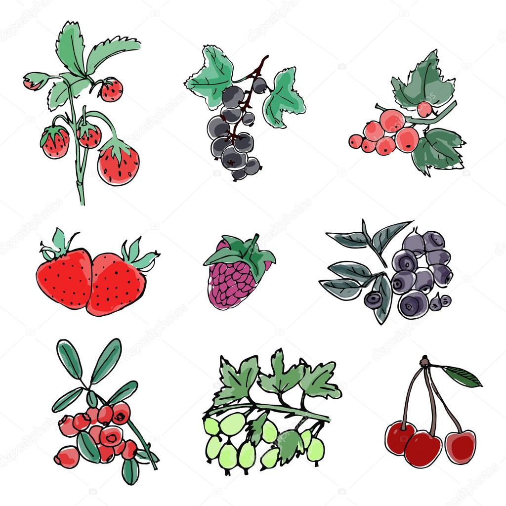 BERRIES,Summer berries , garden berries