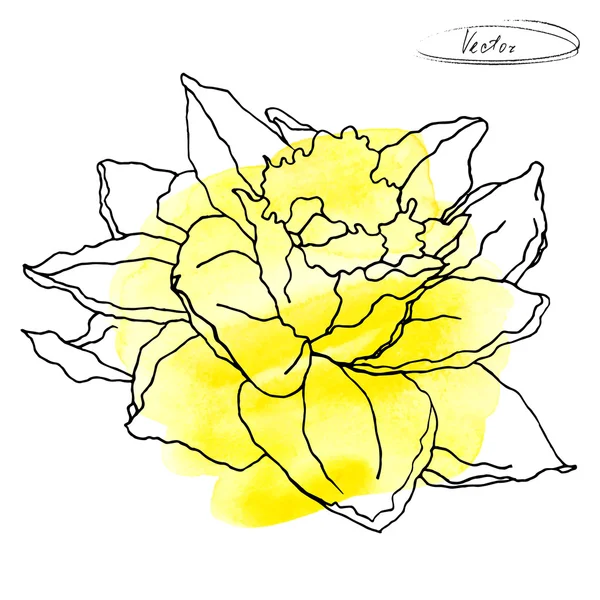 Contour noir et blanc dessiné à la main de Narcisse sur fond jaune aquarelle — Image vectorielle