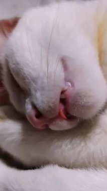 Kuyruğunda kahverengi işaretler olan beyaz kedi bahçedeki çimlerde rahatça dolaşır..