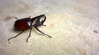 Gergedan ormandaki siyah erkek, bagajını terk edecek. Çimento zemininde yürümek, dövüşmek canlı böcekler Tayland kanatlı hayvanlarıdır..