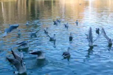 Martı gölet üzerinde