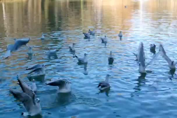 연못에 갈매기 — 비디오
