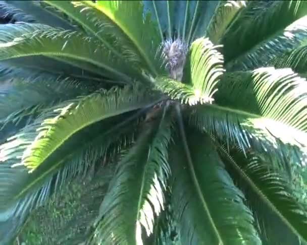 Пальма — стоковое видео