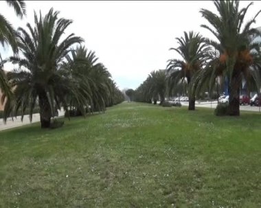 Palmiye ağaçları sokağı