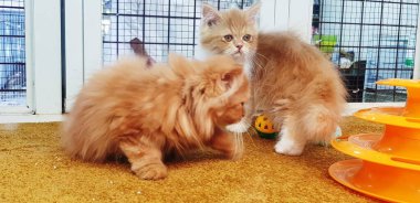 Cute Golden Chinchilla Teacup Persian Kittens (Felis).