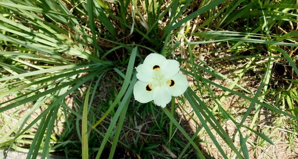 Blooming Dietes Bicolor Moraea Bicolor African Iris Fortnight Lily Wood — Zdjęcie stockowe