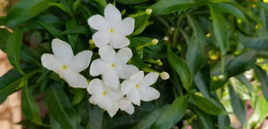  Beyaz yasemin çiçeklerinin çiçek açan güzelliği (Jasminum Grandiflorum, Katalan yasemin), Dubai 'de bitki örtüsü.