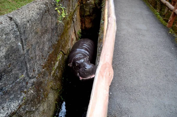 A young hippopotamus with scary looks walking through furrow /waterway in Bogor Safari Park,West Java.