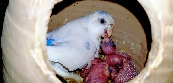 Scenery Mom Budgie Feeding Her Baby Chicks Clay Home Melopsittacus — стоковое фото