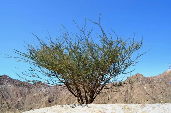 Desert Tree Acacia Arabica Xeorophytic Prickly Acacia Flora Uae — Photo