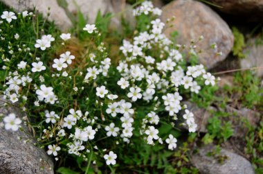 Dainties Arenaria montana (dağ kumu, Caryophyllaceae), Kuzey Pakistan.