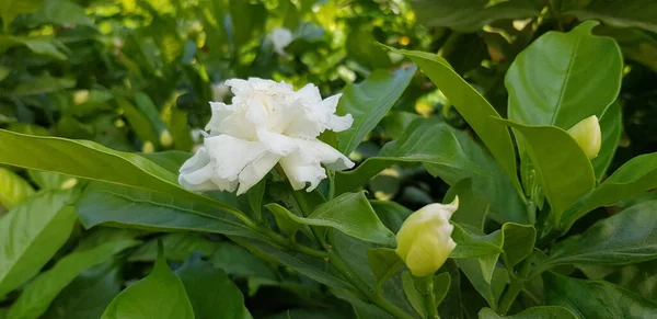 ⬇ Скачать Картинки Crepe Jasmine, Стоковые Фото Crepe Jasmine В.