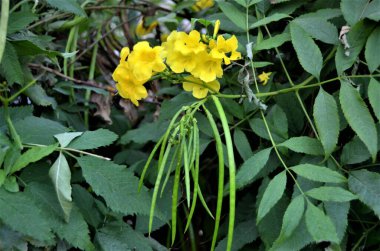 Çiçek açan tekoma kapsülleri (sarı trompet çalıları, sarı çanlar, sarı yaşlılar, zencefil-tomas), BAE 'de bitki örtüsü.