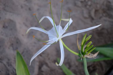 Blooming of beach spider lily flower (white spider lily plant, Hymenocallis littoralis), flora in UAE.
