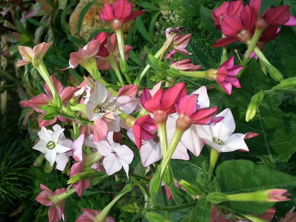 Mixed Colors Blooming Nicotiana Alata Flowers Jasmine Tobacco Sweet Tobacco — Stockfoto