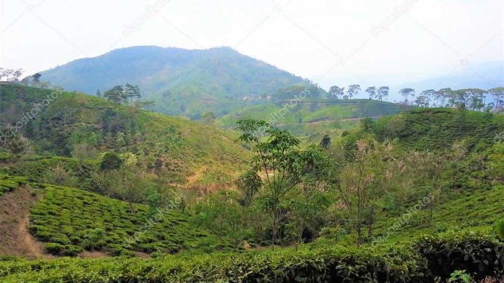 Beautiful scenery of green tea plantation,West Java.