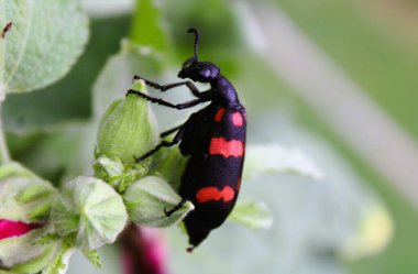 Kabarcık böceğinin (Mylabris pustulata, onların savunma salgısı kabartıcı bir madde, kantaridin).