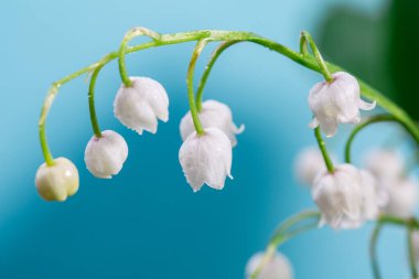 Vadi zambakları. Kapatın. Pembe arka plan. Boşluğu kopyala.