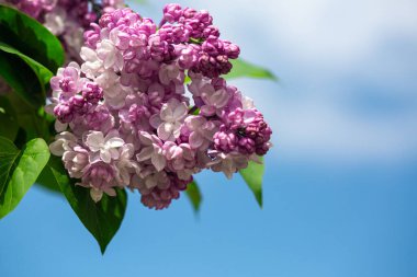 Mavi bahar gökyüzünde leylak çiçekleri. Boşluğu kopyala.