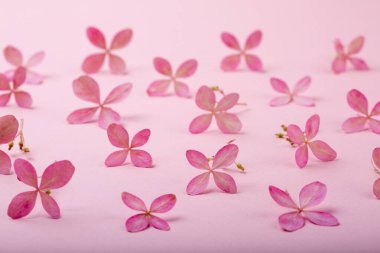 Pembe arka planda pembe bahar çiçekleri.