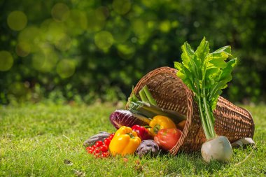 Yaz bahçesindeki hasat sepetinde yeni toplanmış sebzeler. Beyaz turp, dolmalık biber, domates, turşu, enginar.. 