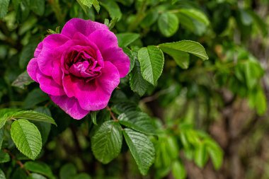 Fuchsia gülü ve yeşil yapraklar. Boşluğu kopyala.