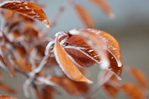 Sonbahar Yaprakları