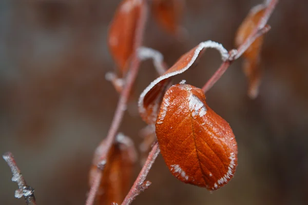Sonbahar Yaprakları