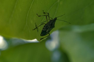 Bir yaprağın üzerinde seçici odaklı kahverengi kokulu böcek (Halyomorpha halys) ile yakın çekim 