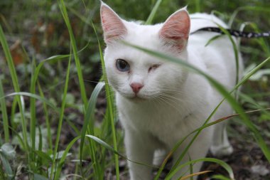 Tek gözü yürüyen beyaz kedi.