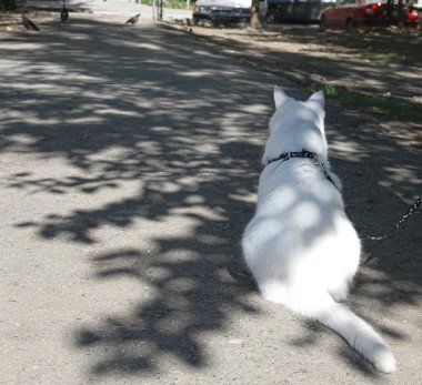 Tek gözü yürüyen beyaz kedi.