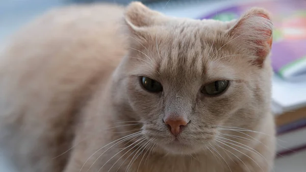 Donmuş kulaklı kırmızı kedi