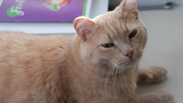 Donmuş kulaklı kırmızı kedi