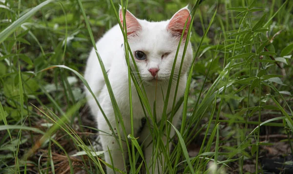 Vit katt med ena ögat på gång — Stockfoto