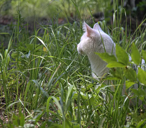 Chat blanc avec un oeil sur la promenade — Photo