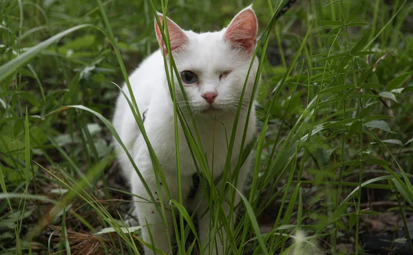Tek gözü yürüyen beyaz kedi.