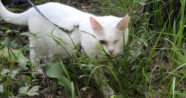 一只眼睛盯着人行道的白猫 — 图库照片