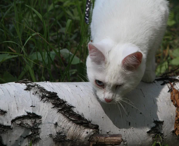 Tek gözü yürüyen beyaz kedi.