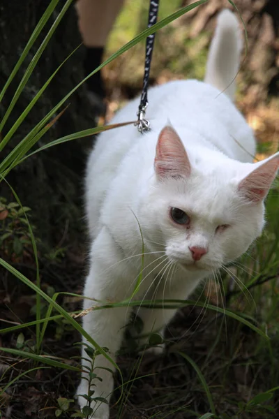 一只眼睛盯着人行道的白猫 — 图库照片
