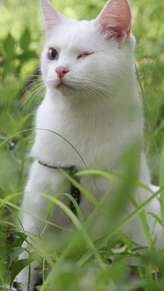 Tek gözü yürüyen beyaz kedi.