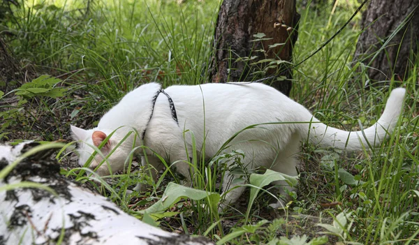 Tek gözü yürüyen beyaz kedi.