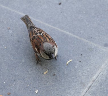 Gri serçe oturur ve yemeği bekler.