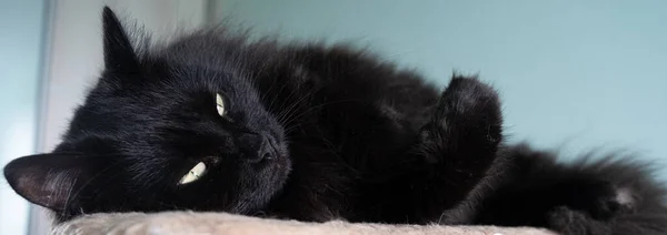 Çok parlak sarı gözlü siyah kedi, dikkatle izliyor.