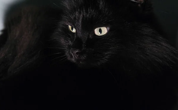 Schwarze Katze mit sehr leuchtend gelben Augen — Stockfoto