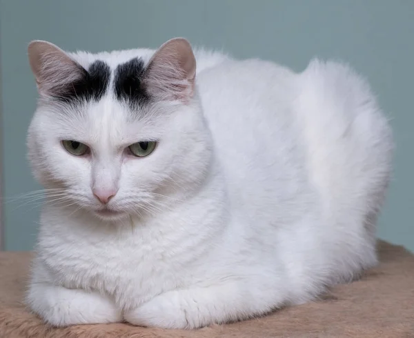 黑斑白猫皱眉 — 图库照片