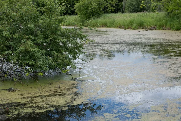 Ağacın etrafındaki ağaçlarla kaplı göl.