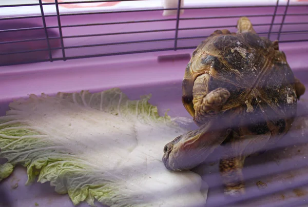 Kafesteki vahşi hayvan, kafesteki kaplumbağa