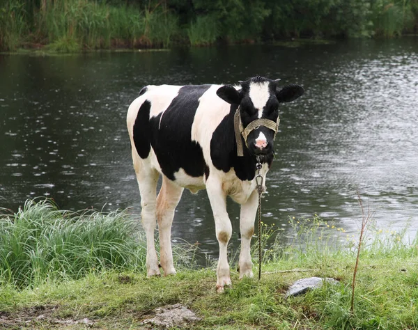 Yaz otlağında inek